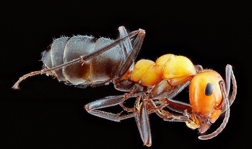 Ant Control service in Draper, UT