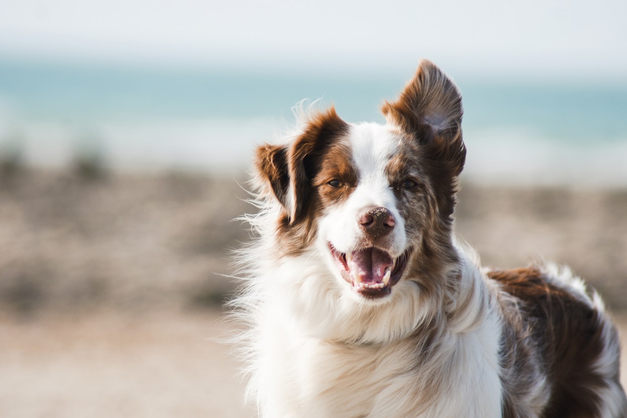 Flea & Tick Control service in Draper, UT