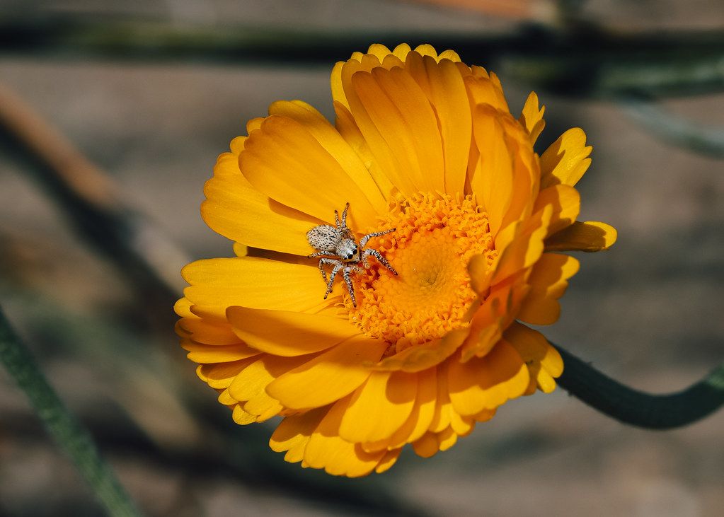 Spider Control service in Draper, UT